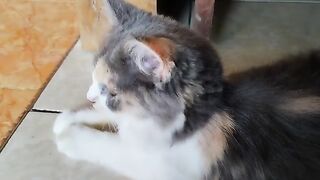 Pretty Cat Rembo playing around / Cat Lovers