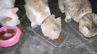 Creamy and Mowi having dinner with Cici White Cat without Katy Calico Cat / Cat Lovers