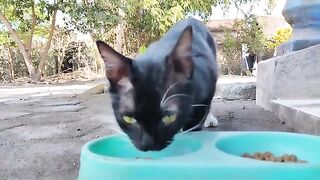 Blacky Cat wanna our Food so We let her to eat it / Cat Lovers