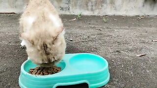 Releasing Creamy on the Ground and Let her eating there but She run in my home again | Cat Lovers