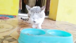 Mikul Cat already lost several teeth and could not chew normally  | Cat Lovers