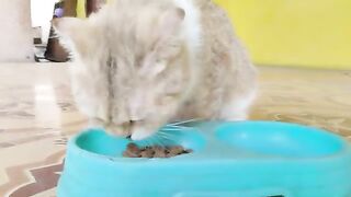 Creamy cat daily update eating alone without Mowi Cat | Cat Lover