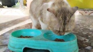 Creamy Cat eating without Mowi | Cat Lovers