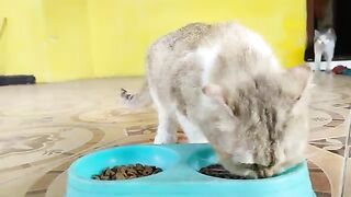 Creamy eats alone | Cat Lovers