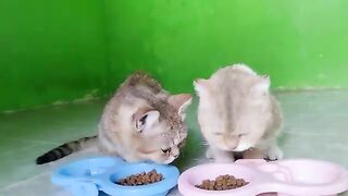 Creamy and Mowi getting food dry and eating together | Cat Lovers