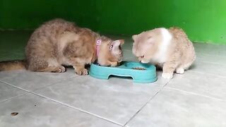 Mowi looks shocked meanwhile Creamy cat busy with her food | Cat Lovers