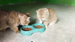 Eats together again | Cat Lovers