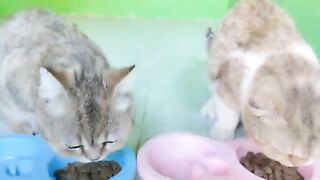 Creamy and Mowi eating together with their new food containe pinky and blue  Cat Lovers