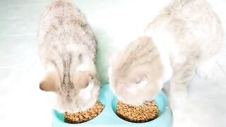 they feel excited for breakfast with dry foods and need freedom around home | Cat lovers