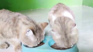 Creamy cat always be the winner | Cat Lovers