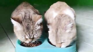 Who is the winner beetween Creamy Cat and Mowi Cat? Cat Lovers