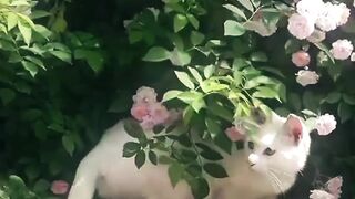 Nature in Cat