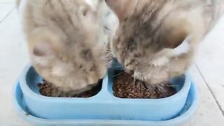 they couldn't stop eating every morning before her mom leaving them for work | Cat Lovers