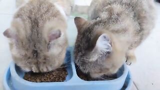 they wants to get my cuddle but they also could run fast and hard to catch them again | Cat Lovers