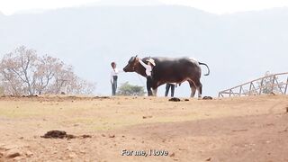 The world's tallest water buffalo