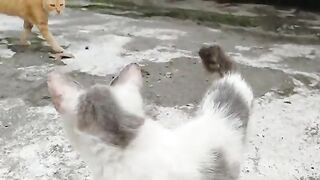 Katy and other cats walking around / Cat Lovers / Macawts