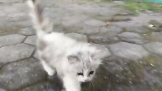 Walking around with Cute Cat Katy  / Cat Lovers