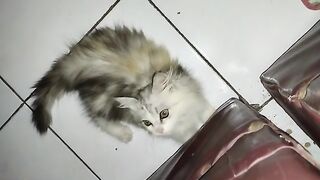 Katy ate wet Food Happily  | Cute Cats | Cat Lovers