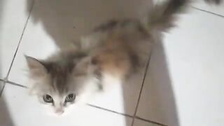 Feeding my cute cat Katy again  | Cat Lovers