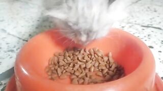 Feeding my cat Katy which has a beautiful color like my old cat which was lost  | Cat Lovers