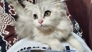 She is So Beautiful How Can? Can this go viral? | Cat Lovers