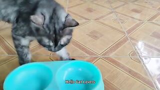 Feeding Cat in the Morning Part 2 | Cute Cats / Cat Lovers