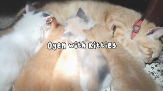 Adorable kitties sucking / Cute Cats / Cat Lovers / Cat Lovers