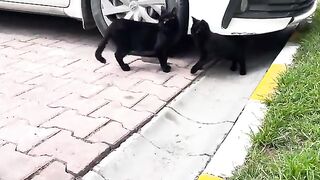 Amazing black street cats