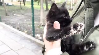 The cutest kitten meowing.