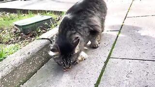 Lovely stray cat