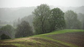 The beauty of rain and forest