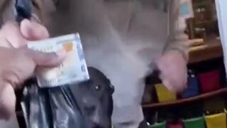 Dog Pays for Groceries?! You Won’t Believe This!