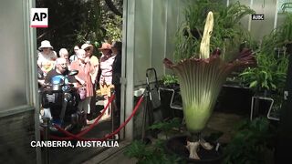 Visitors flock to third blooming of rare stinky corpse flower.