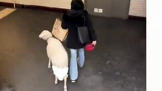 Today a woman was spotted on the subway with a pet sheep.