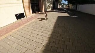 Two cute stray cats wander the streets, very hungry, looking at me pleadingly for food.