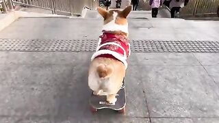 Special smart dog