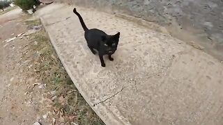 Hungry Street Cats Get AMAZING Surprise Meal