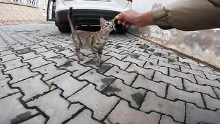 Stray Cats Are Hungry and Searching for Food Everywhere in the Street"