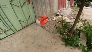 A mother leaves her kittens in a cardboard box, waiting for her care