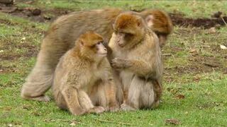 Monkey - monkey funny video - copyright free video