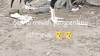 Hanya ayam pinggiran tapi adalawan punya bospun aku lawan