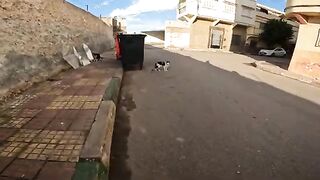 Pregnant Calico Cat Searching for Food in a Garbage Dump: A Stray in Need of Safety