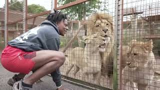 Speed barks at lion ????#speedylive.mp4