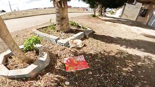 The beautiful calico cat wakes up hungry, searching for food and love