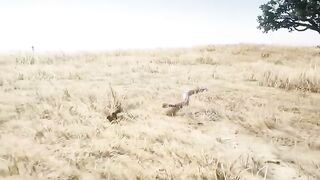 Squirrel vs Cobra Snake | گلہری کوبرا سانپ سے بچ پائے گی