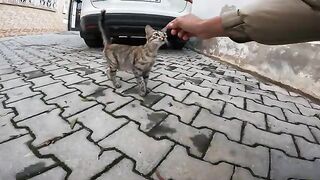 Stray Cats Are Hungry and Searching for Food Everywhere in the Street