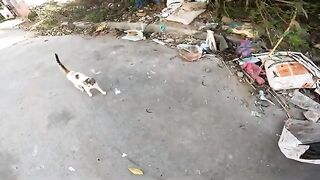 Small kittens lost in despair and hunger among the trash