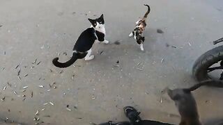 Calico and Tuxedo kittens are very cute and very curious