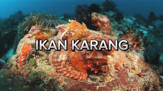 Ikan karang