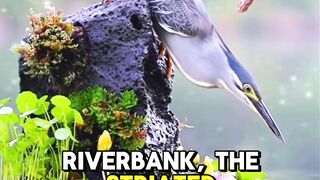 The Silent Hunter: Striated Heron’s Perfect Catch"